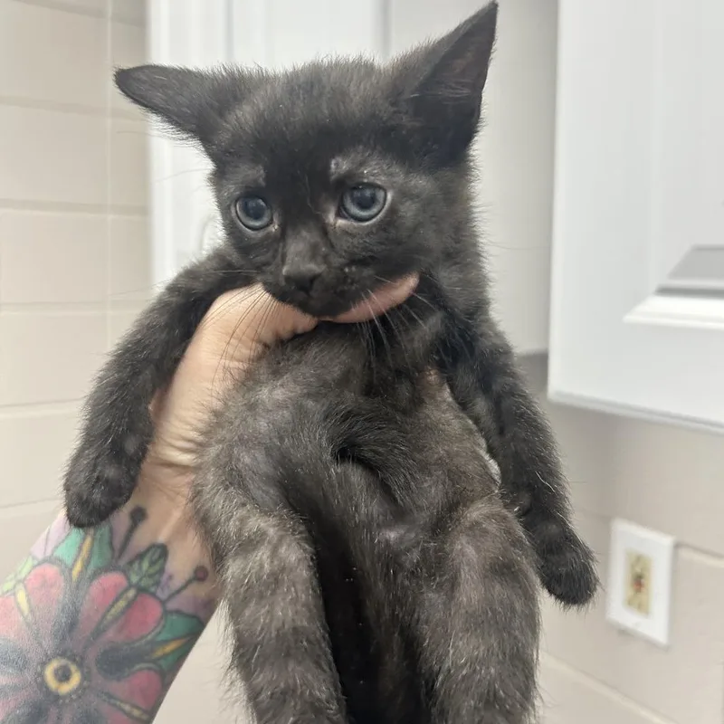 A baby small-sized male Black Domestic Short Hair cat named Spunky for adoption in Huntsville, AL