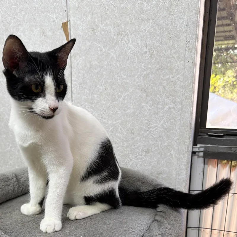A baby small-sized male White Domestic Short Hair cat named Kiss for adoption in Hinesville, GA