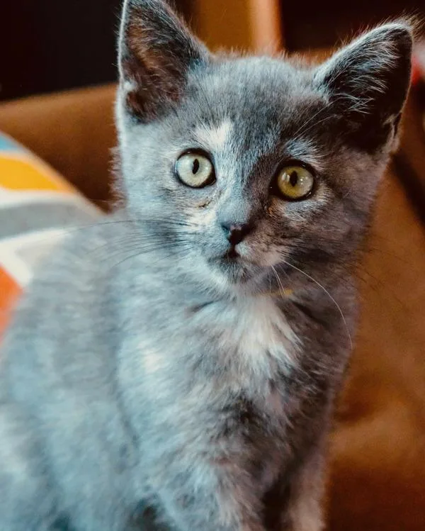 Darcy