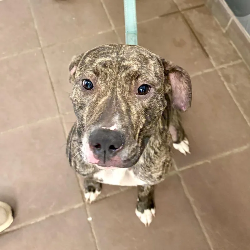 An adult medium-sized female Brindle Mixed Breed dog named Calypso for adoption in Columbus, GA