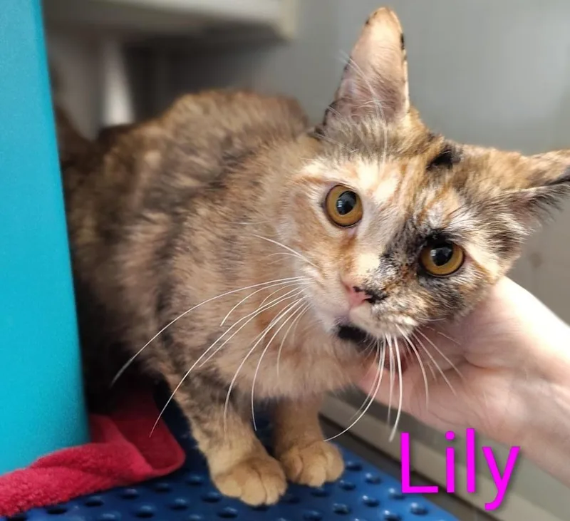 Lily