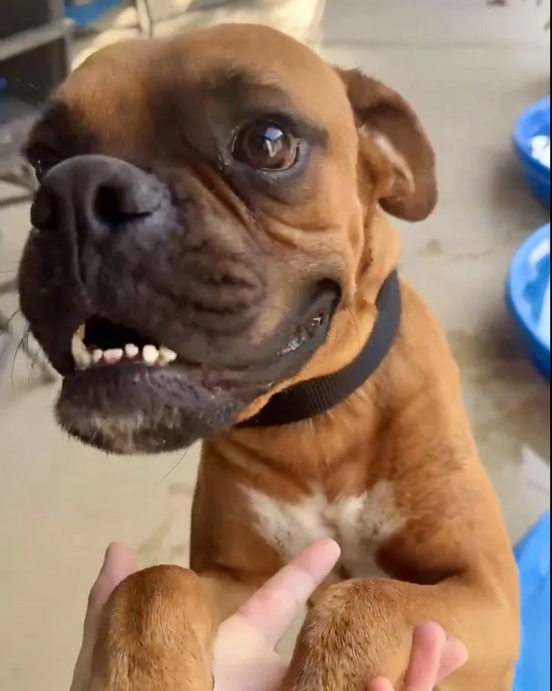 An adult large-sized male Boxer dog named Mikey for adoption in Monticello, NY