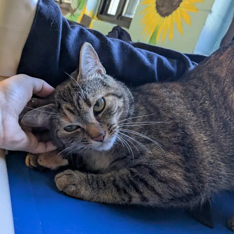 A young large-sized female Domestic Short Hair cat named Zelda for adoption in Hendersonville, NC