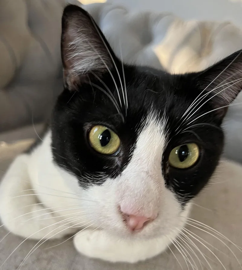 A young medium-sized female Black & White / Tuxedo Domestic Short Hair cat named Audrina for adoption in Sicklerville , NJ