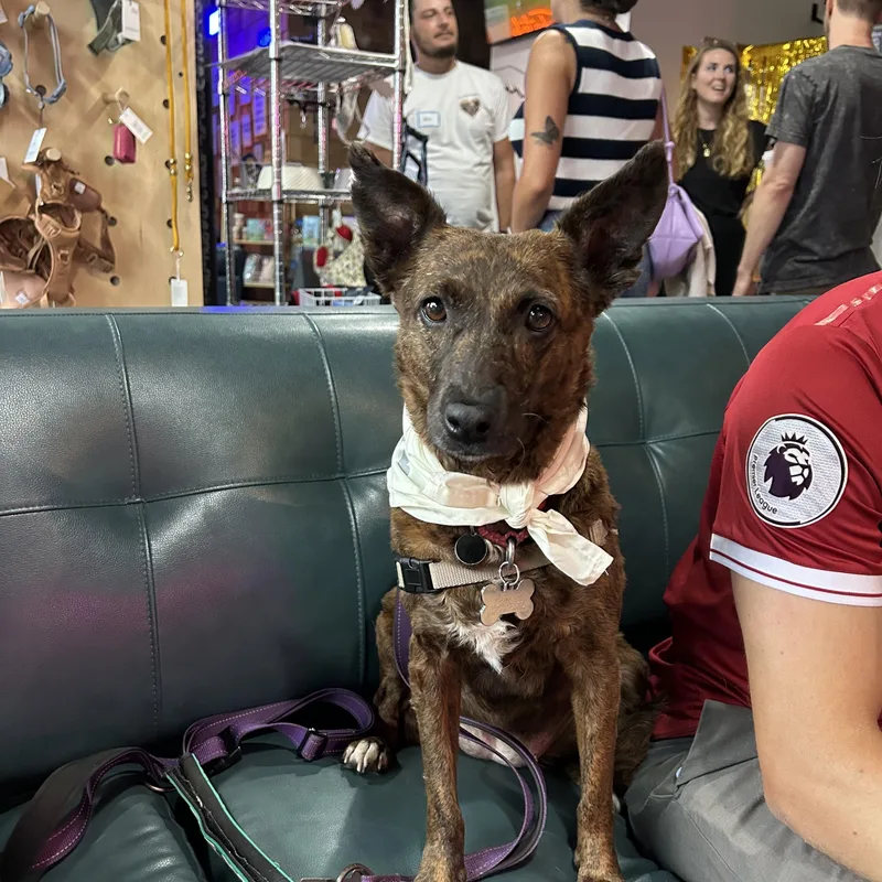 An adult medium-sized female Brindle Cattle Dog dog named Aloha for adoption in San Diego, CA
