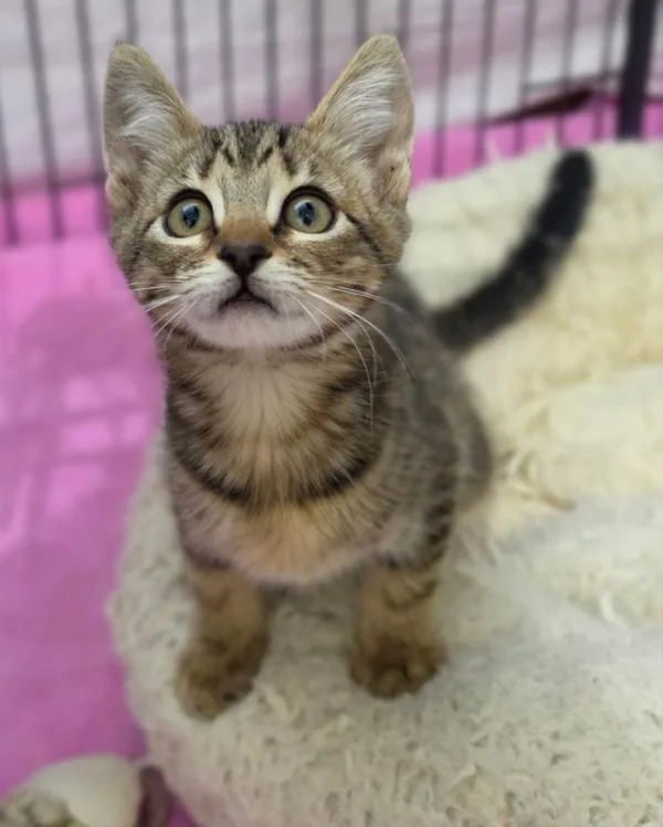 A baby small-sized female Domestic Short Hair cat named Lucy for adoption in Novato, CA