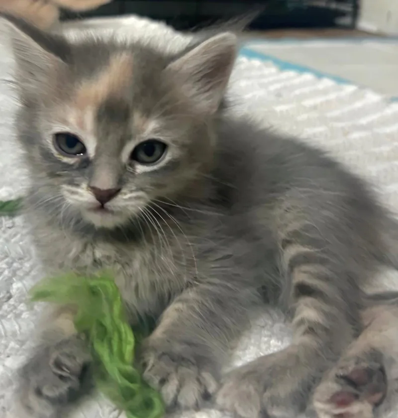 A baby medium-sized female Dilute Tortoiseshell cat named Coco for adoption in Campbell, CA