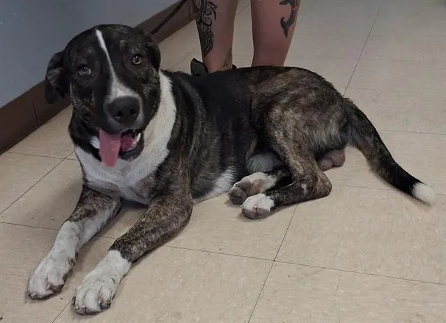 A young large-sized male German Shepherd Dog dog named Captain Sniff for adoption in Killeen, TX