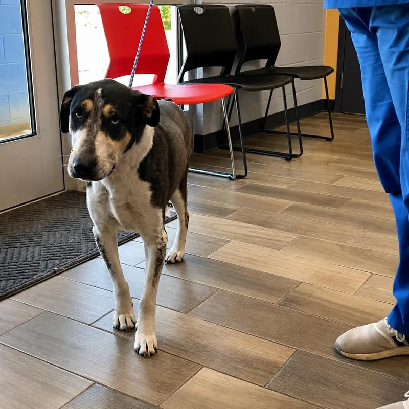 A senior medium-sized female Tricolor (Brown, Black, & White) Coonhound dog named Lilly Mae for adoption in Nevada, MO