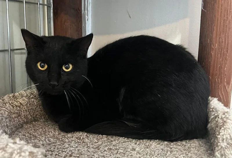 Nova