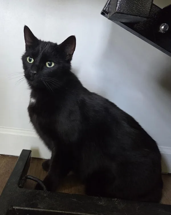 An adult large-sized male Domestic Short Hair cat named Salem for adoption in Cleveland, TN