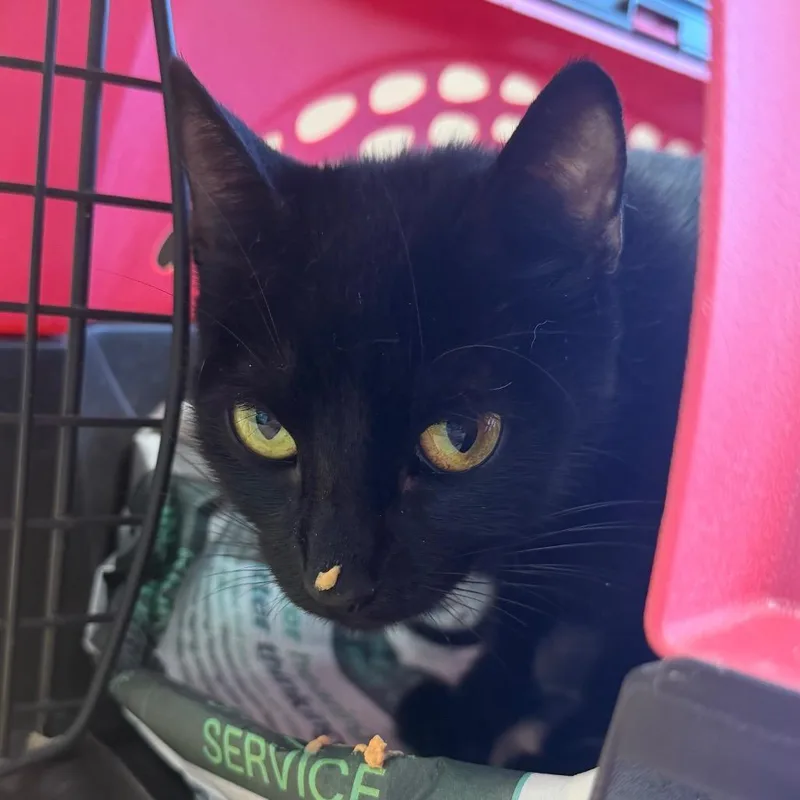 An adult medium-sized female Black Domestic Short Hair cat named Midnight Sun for adoption in Austin, TX