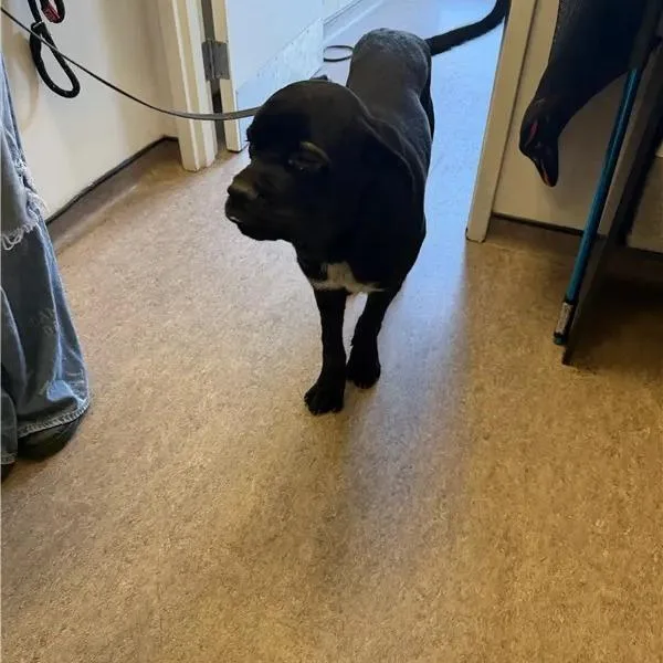 A young large-sized male Black Labrador Retriever dog named Diggy for adoption in Saint Louis, MO