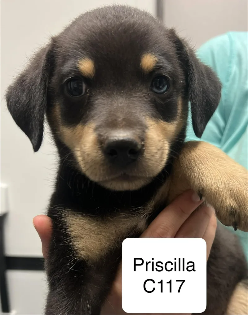 A young small-sized female Brown / Chocolate Terrier dog named Priscilla C for adoption in Morganton, NC