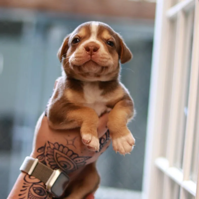 A baby medium-sized female Brown / Chocolate Husky dog named CT Pinky avail Aug for adoption in Eastford, CT