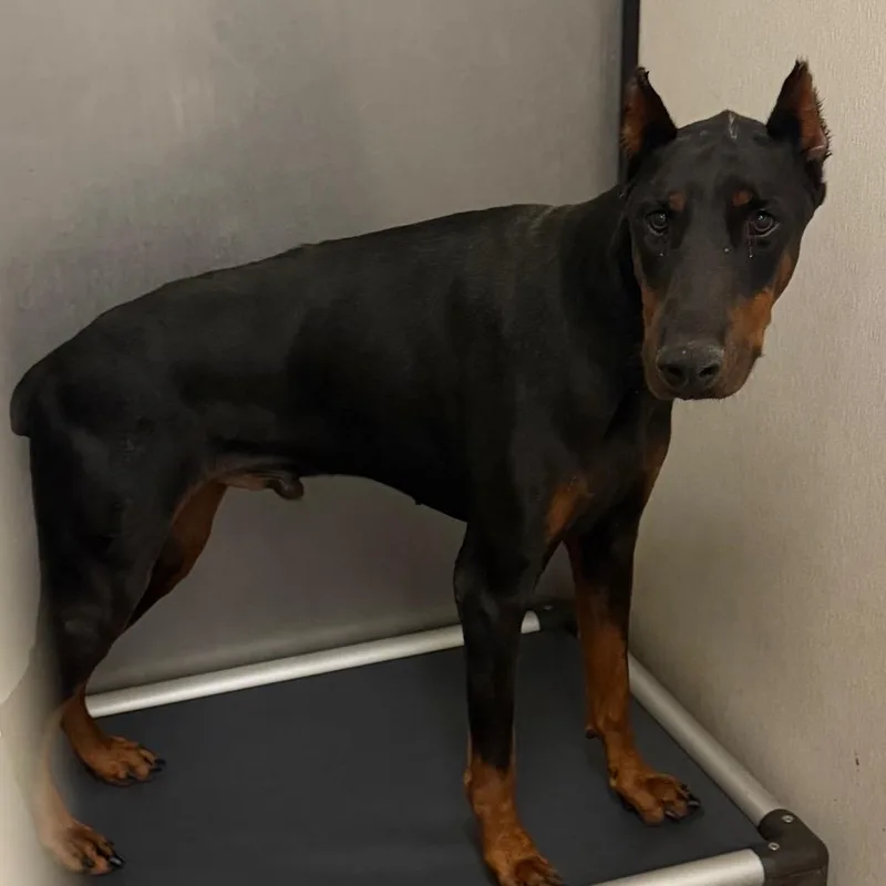 An adult large-sized male Black Doberman Pinscher dog named Nash for adoption in Lake Jackson, TX