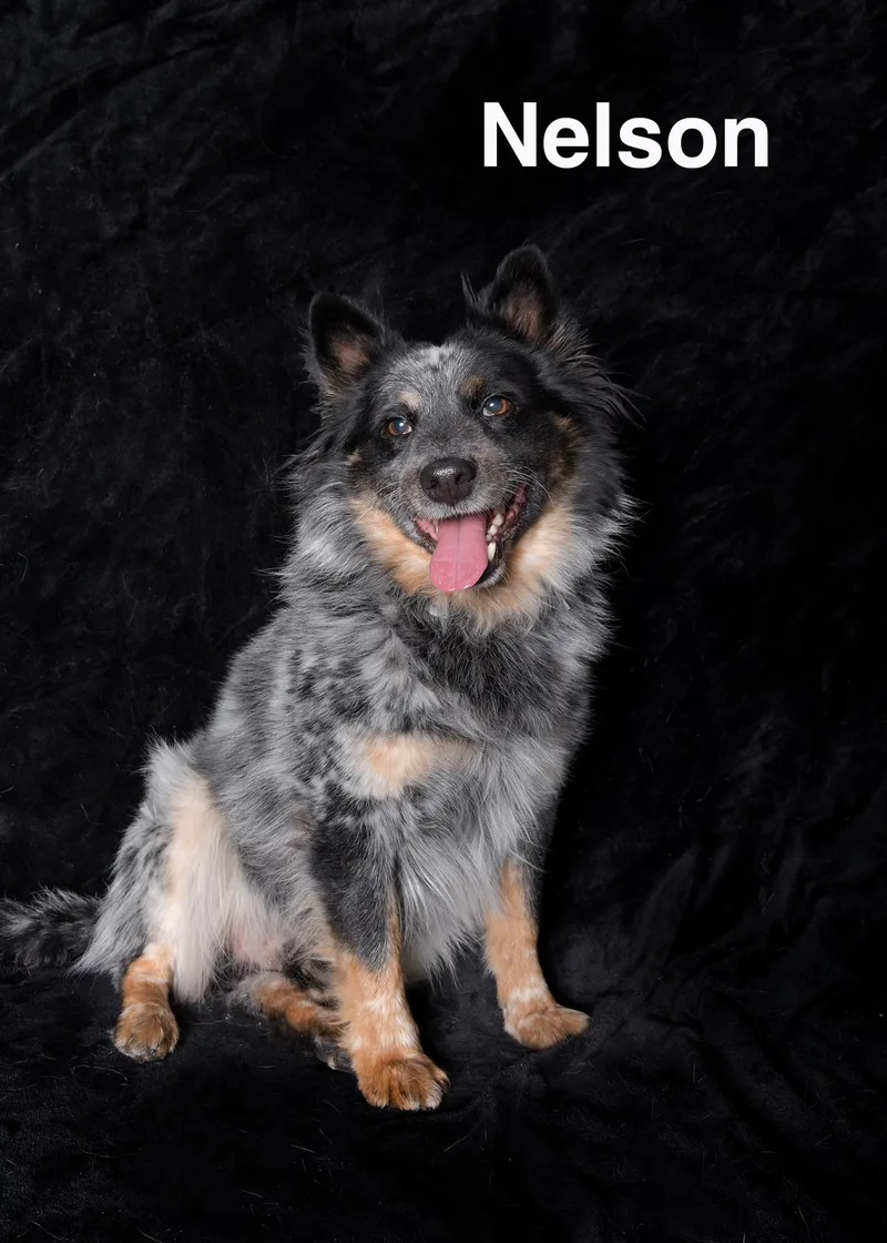 A young medium-sized male Merle (Blue) Australian Cattle Dog / Blue Heeler dog named Nelson for adoption in Van Nuys, CA