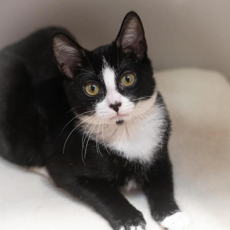 A baby small-sized male Domestic Short Hair cat named Cheshire for adoption in Ponte Vedra, FL