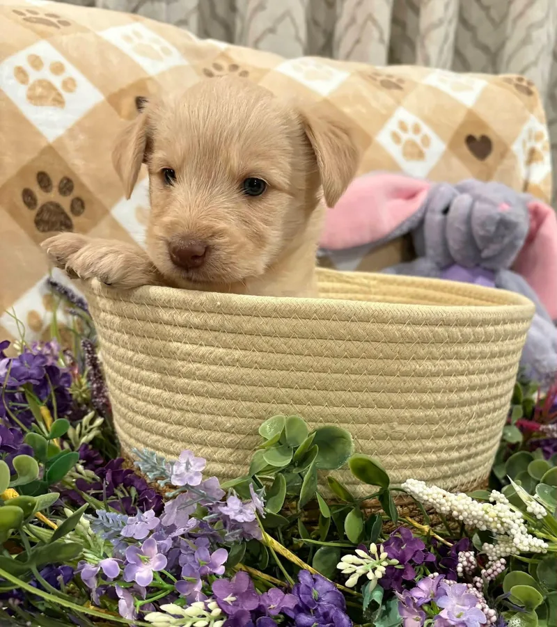 A baby medium-sized female Golden Goldendoodle dog named Maisie for adoption in Wedgefield, SC