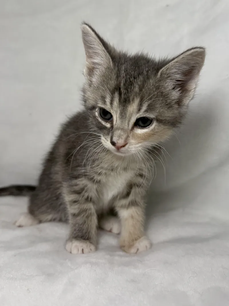 A baby medium-sized female Tabby (Gray / Blue / Silver) Domestic Short Hair cat named Elizabeth Swann for adoption in Greensboro, NC
