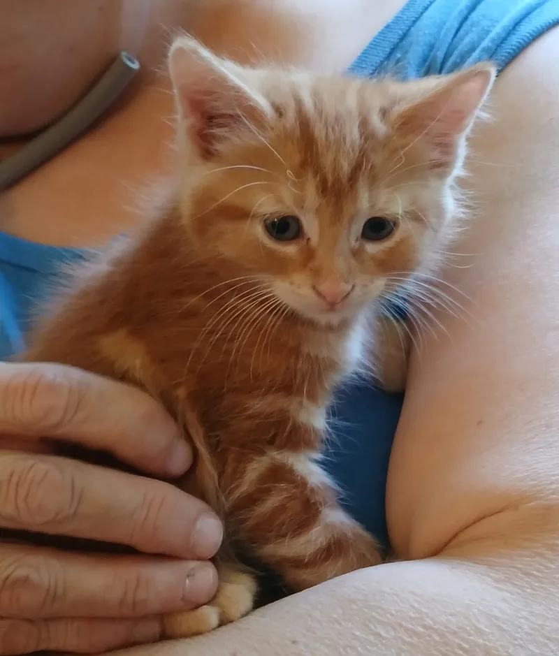 A young medium-sized female Orange / Red Domestic Short Hair cat named Elsa for adoption in Lemont, IL