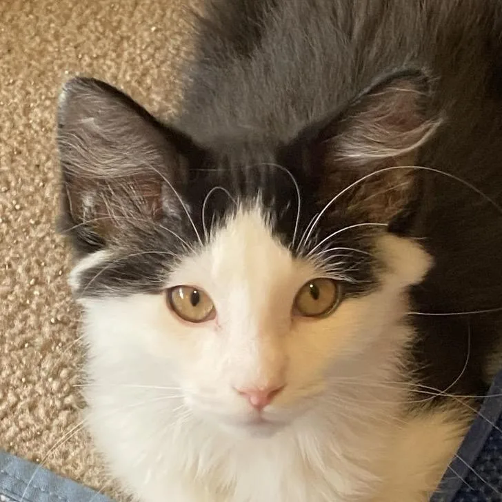A baby small-sized male Black Domestic Medium Hair cat named Siesta for adoption in Grand Rapids, MN