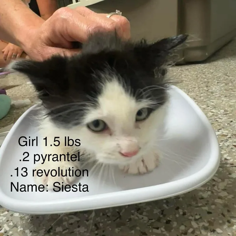Siesta thumbnail 3