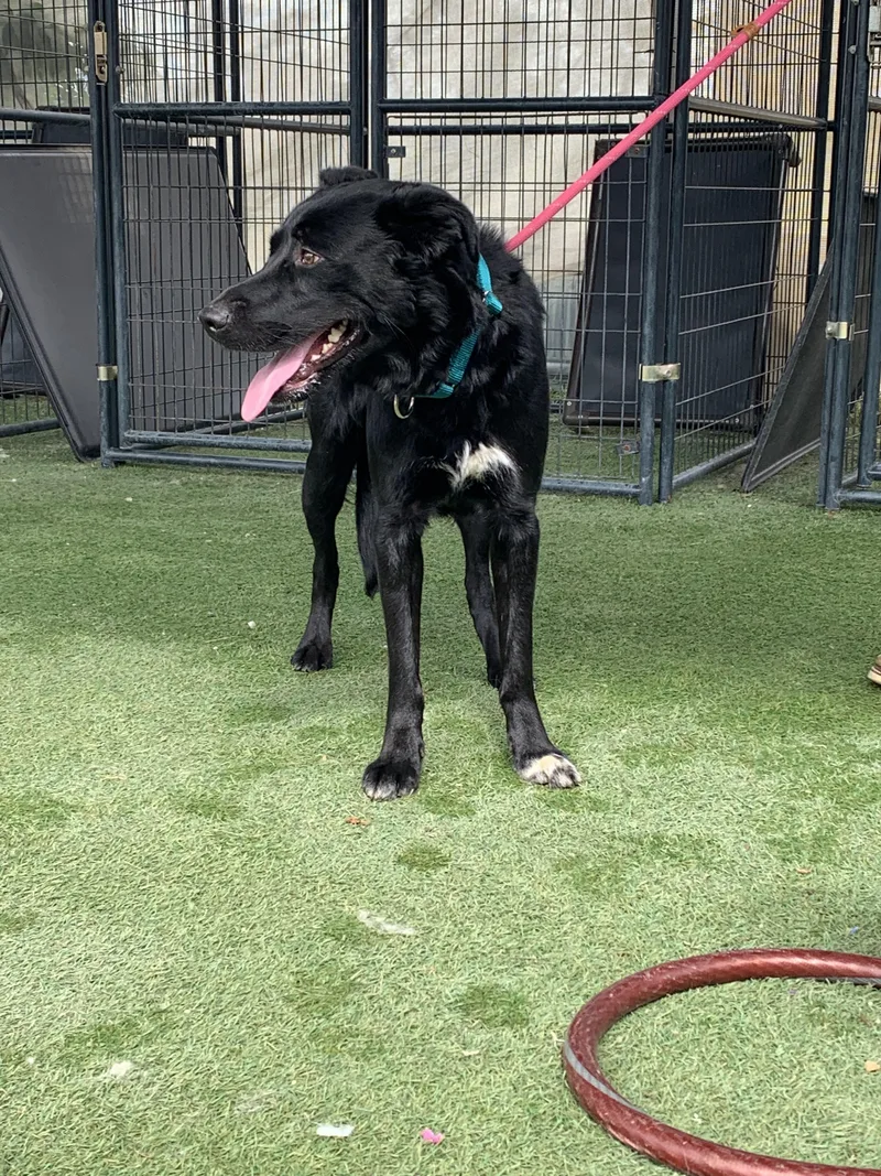 Beethoven thumbnail 2