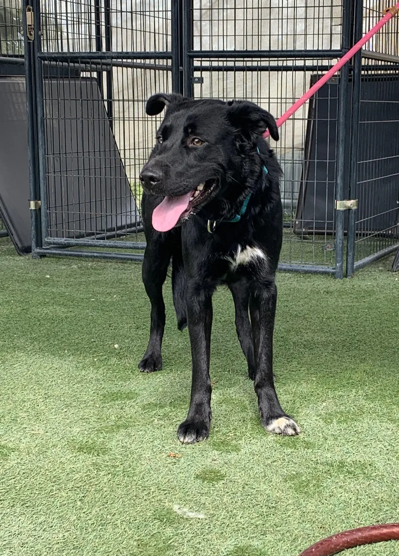 An adult medium-sized male Black Shepherd dog named Beethoven for adoption in Grass Valley, CA