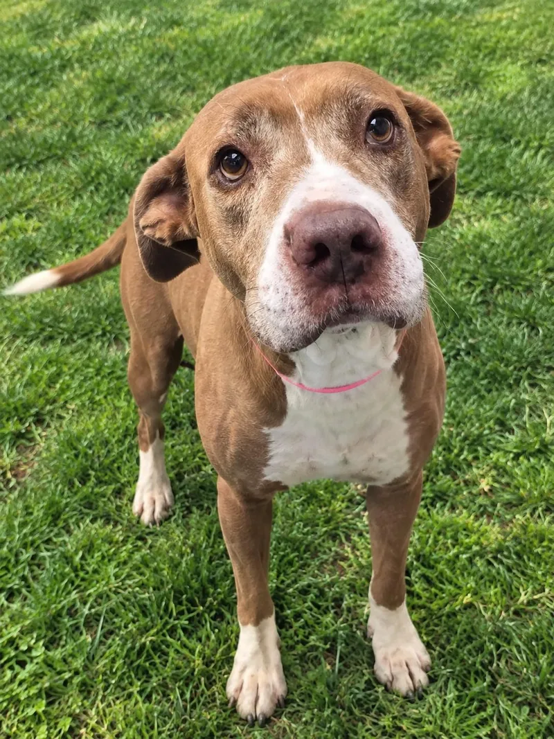 A senior medium-sized female Hound dog named Sandy for adoption in Orangeburg, SC