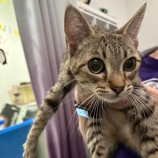 A young small-sized female Domestic Short Hair cat named Tinkerbell for adoption in Des Moines, IA