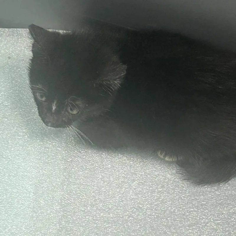 A baby small-sized male Black Domestic Short Hair cat named Comly for adoption in Philadelphia, PA
