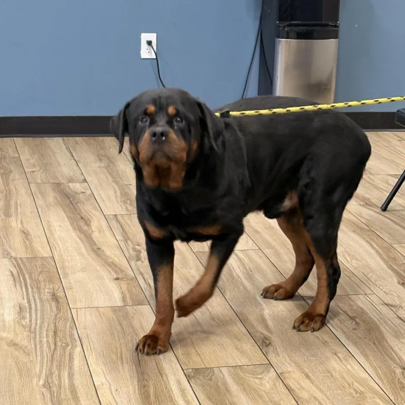 A baby extra large-sized male Black Rottweiler dog named Ahnjstray for adoption in Newark, NJ