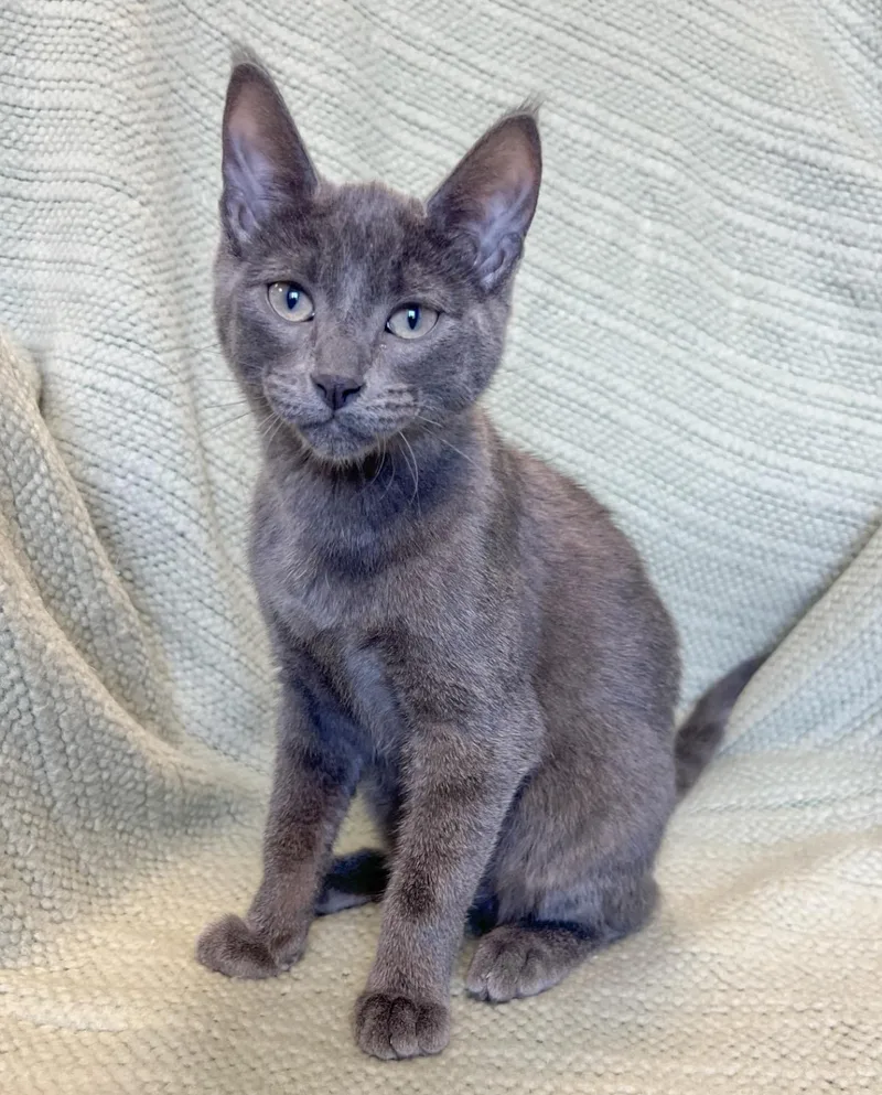 A baby medium-sized male Domestic Short Hair cat named Bentley for adoption in St. Ignace, MI