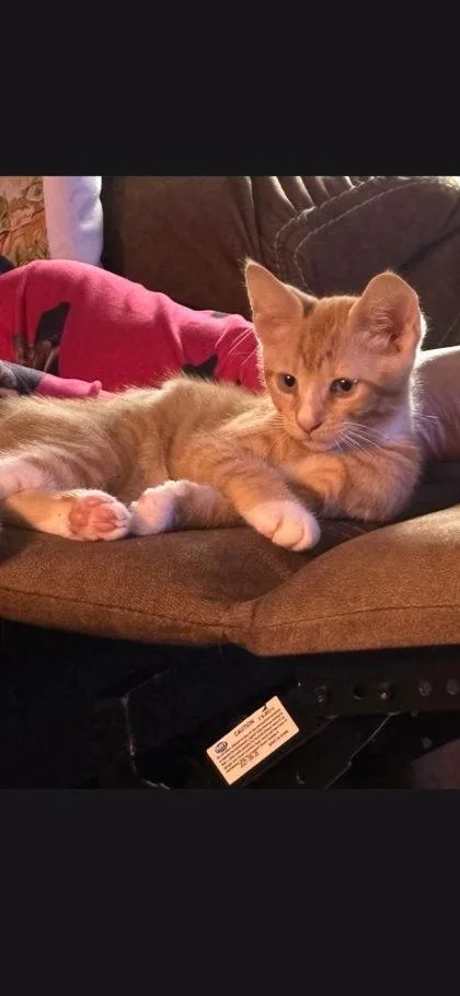 An adult small-sized male Domestic Short Hair cat named Fernpaw for adoption in Berwick, PA