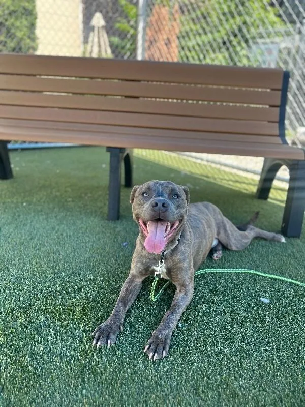 An adult large-sized male Gray / Blue / Silver Mixed Breed dog named Army Bud for adoption in Cincinnati, OH
