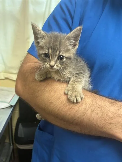 A baby medium-sized female Domestic Short Hair cat named Maple for adoption in Cookeville, TN