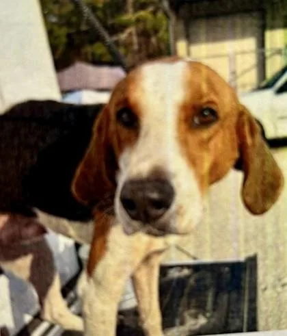A young large-sized male Hound dog named Skipper for adoption in Palm Coast, FL