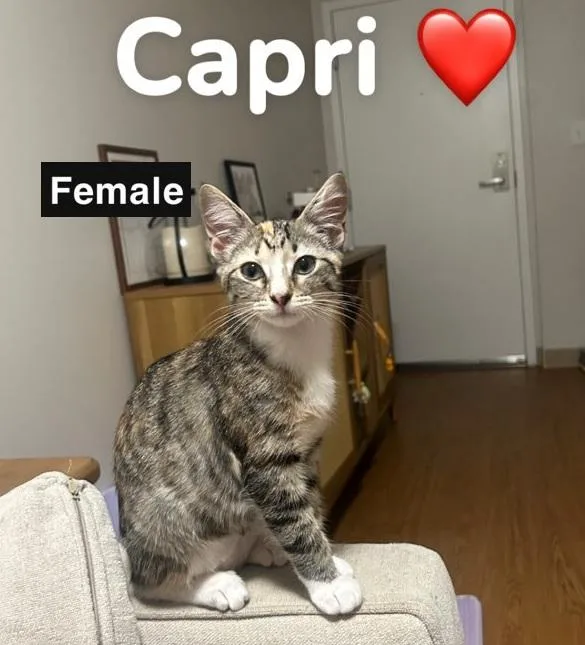 Calvin  Capri  thumbnail 3