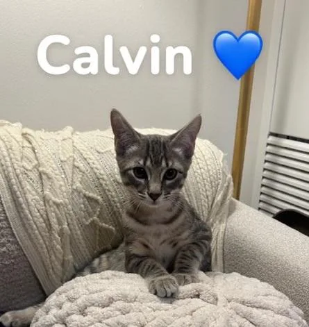 Calvin  Capri  thumbnail 6