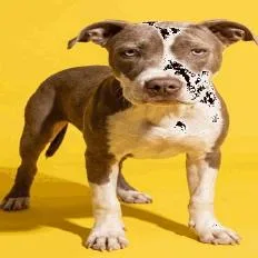 A baby small-sized male Mixed Breed dog named Ace for adoption in Jacksonville, FL