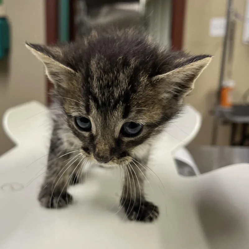 A baby small-sized male Black Domestic Short Hair cat named Justin for adoption in Pauls Valley, OK