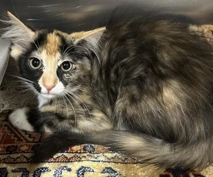 An adult small-sized female Domestic Medium Hair cat named Abagail for adoption in Phoenix, AZ