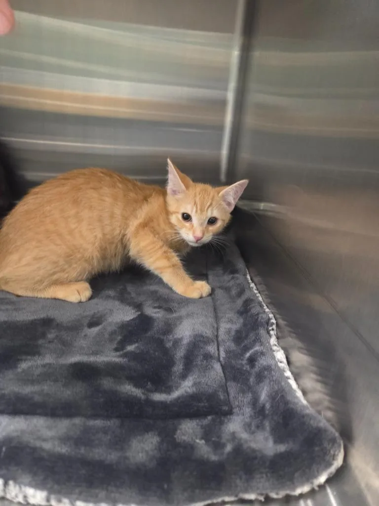 A baby medium-sized male Domestic Long Hair cat named Bean for adoption in Athens, TN