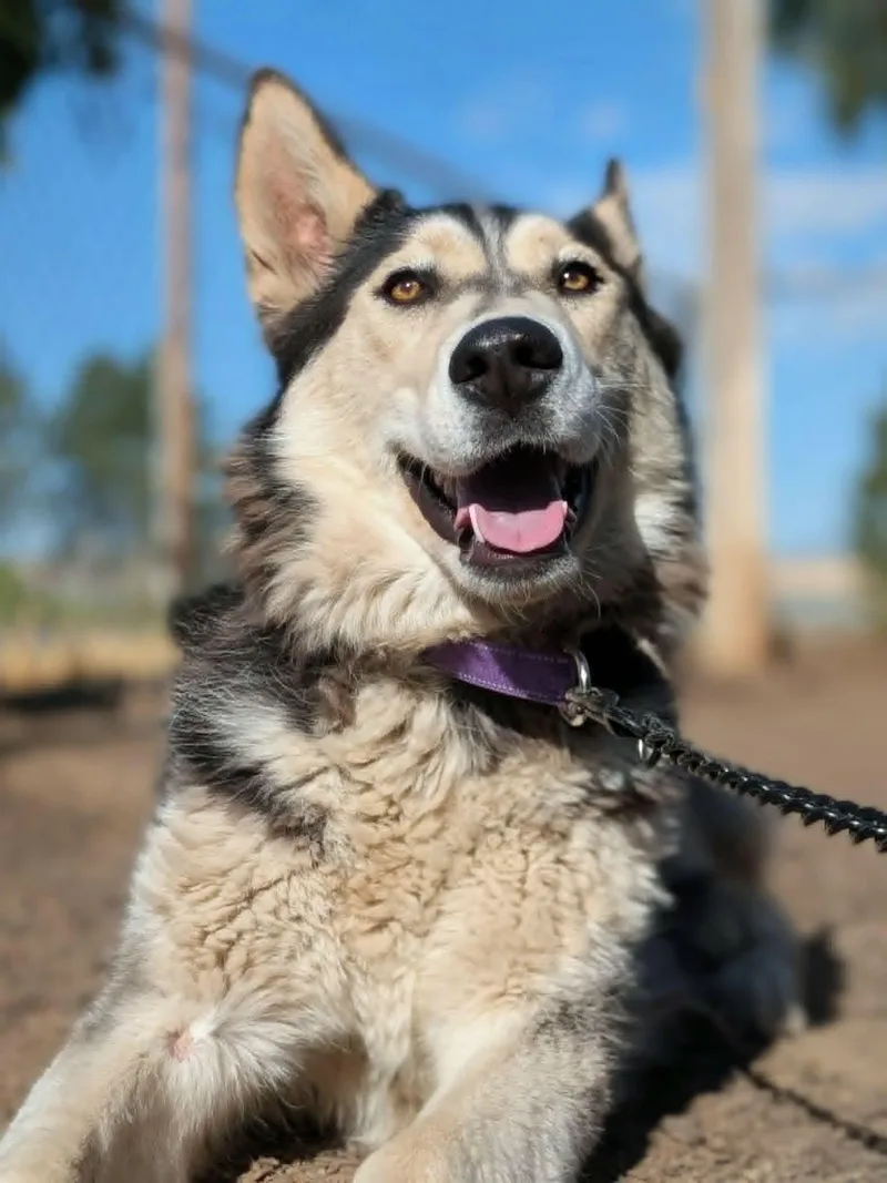 A young large-sized female Tricolor (Brown, Black, & White) Siberian Husky dog named Kela for adoption in Santaquin, UT
