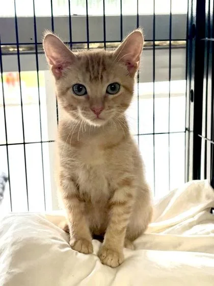 A baby small-sized male Domestic Short Hair cat named Cinnamon for adoption in New Orleans, LA
