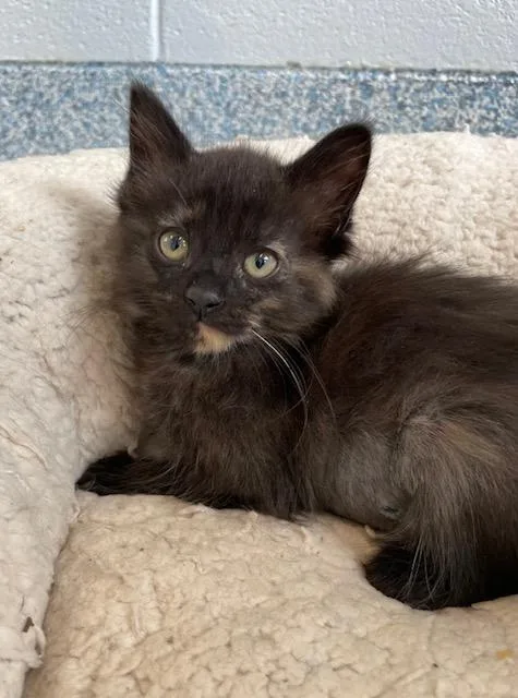 A baby medium-sized female Tortoiseshell Domestic Short Hair cat named Jillian for adoption in Stafford, VA