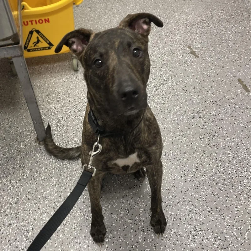 A young medium-sized female Brindle Labrador Retriever dog named HACCStray for adoption in Henderson, NV