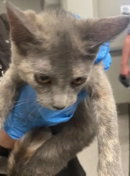 A baby medium-sized female Domestic Short Hair cat named Stitch for adoption in Shreveport, LA