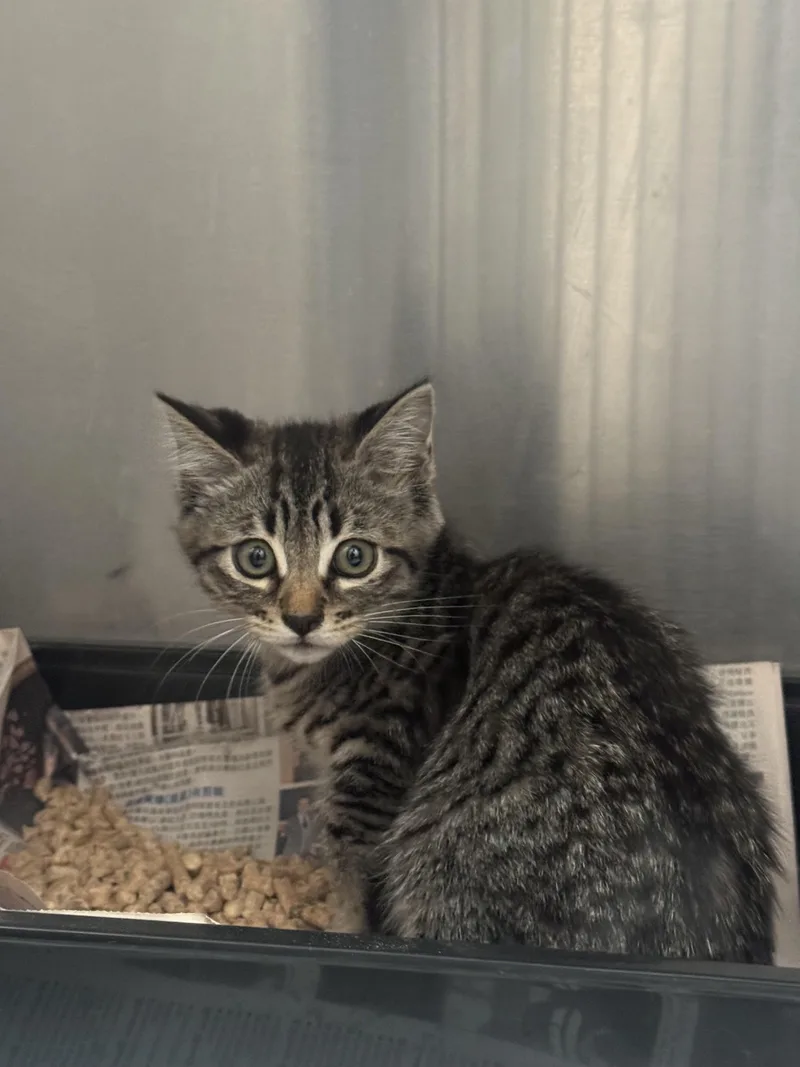 A baby small-sized male Domestic Short Hair cat named Sage for adoption in Los Angeles, CA